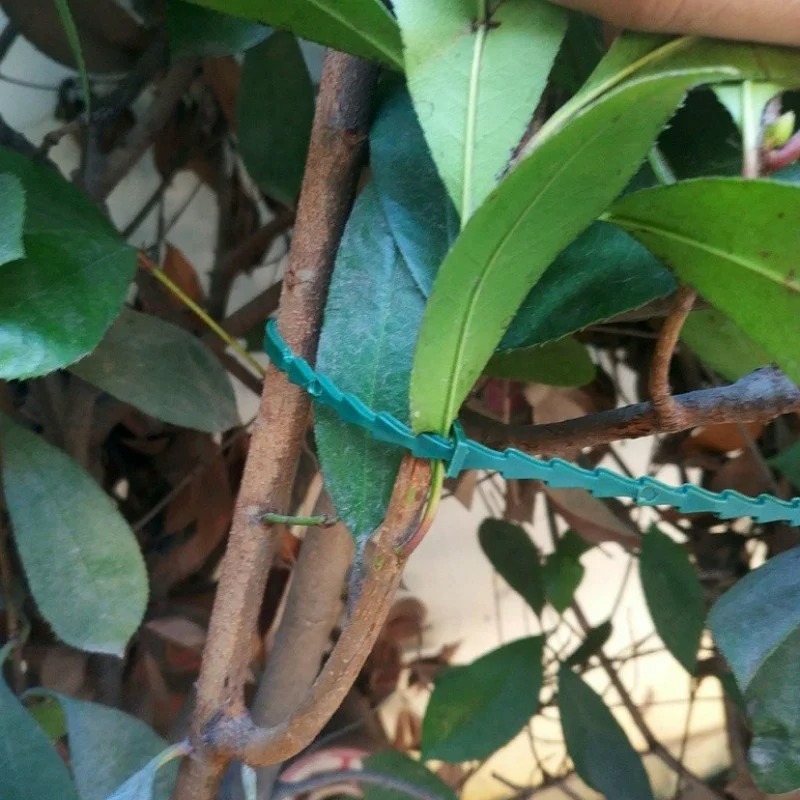 50 unidades de sujetadores de  - Vine Climbing Plastic reseña y precio